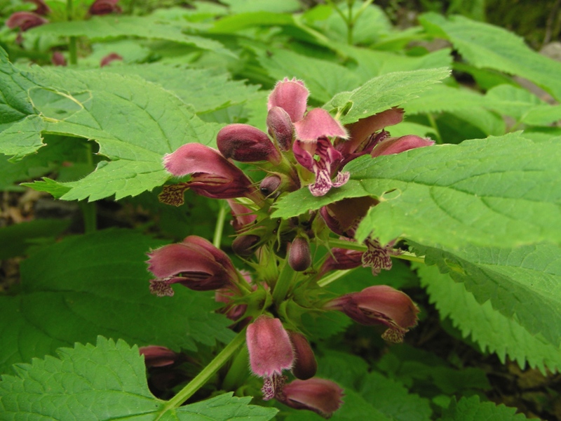 Lamium orvala / Falsa ortica maggiore